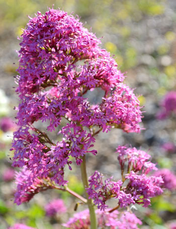 red valerian